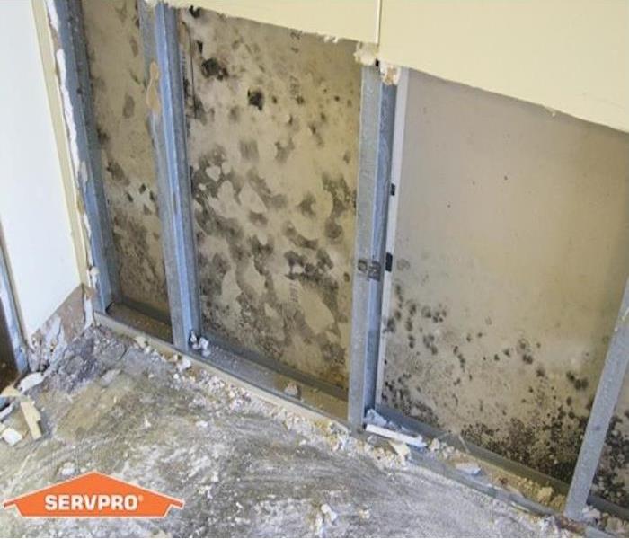 sheetrock with mold growth 